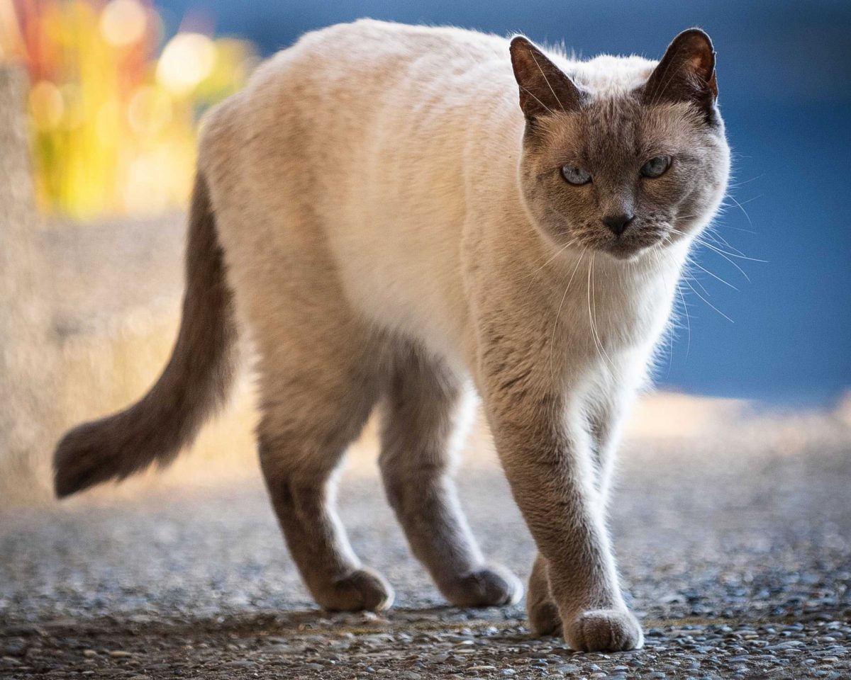 Volunteers with San Antonio College Cats have trapped, neutered and released or rehomed more than 100 cats and kittens Since 2020. The group currently cares for more than 50 cats, feeding some and fostering others. SAC file photo. 