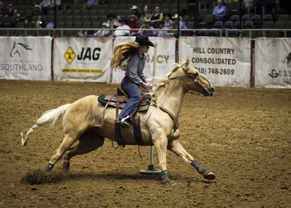 rodeo, san antonio stock show