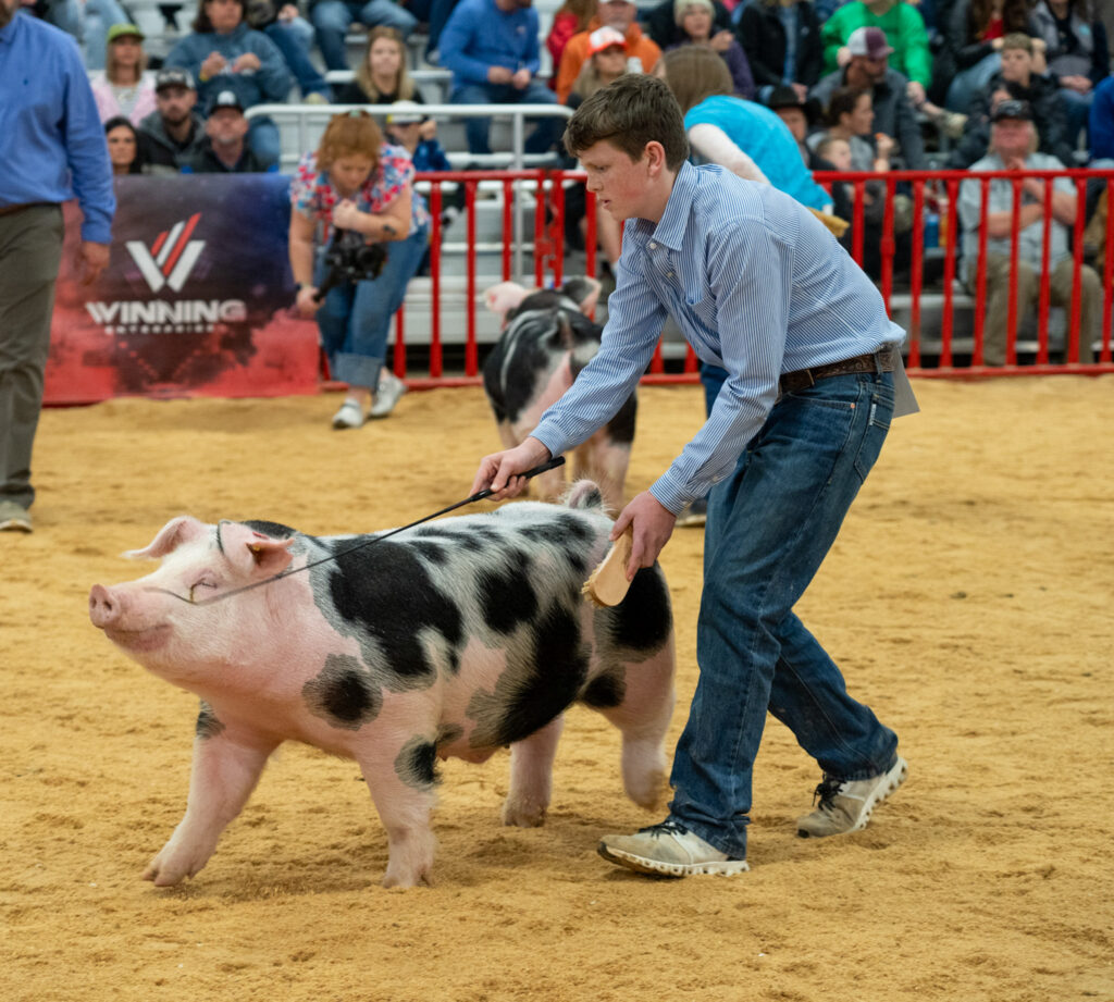 Joaquin Dudley displays his show pig, Skipper, to the crowd and judges at the San Antonio Stock Show & Rodeo Feb. 12. Photo by Allen Cordova.