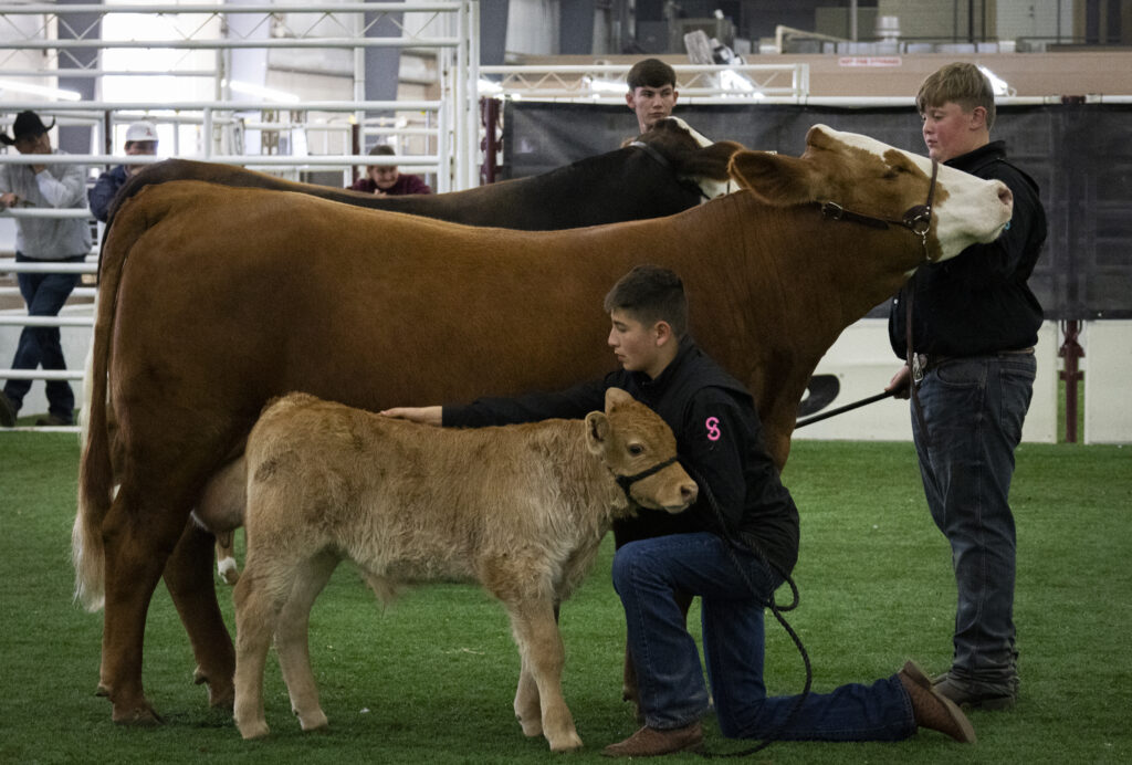 Three high school students keep their cows calm during the Junior Heifer Scholarship Competition at the San Antonio Stock Show and Rodeo Feb.12. Photo by Itzabel Lara.