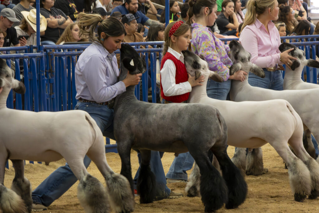 A competitor struggles to keep her lamb calm during the Junior Lamb Scholarship Competition at the San Antonio Stock Show and Rodeo Feb.12. Photo by Itzabel Lara.