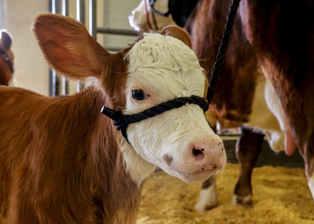 Squirt, a Hereford calf, stands happily around her herd at the San Antonio Stock Show and Rodeo. Feb 12th. Photo by Jacob R. Lopez.