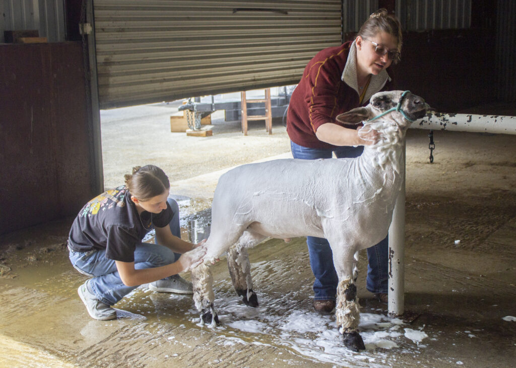 Lorinda and Lilly Brown wash their sheep, Trout, at the San Antonio Stock Show & Rodeo Feb. 12. Photo by Aaron Martinez.