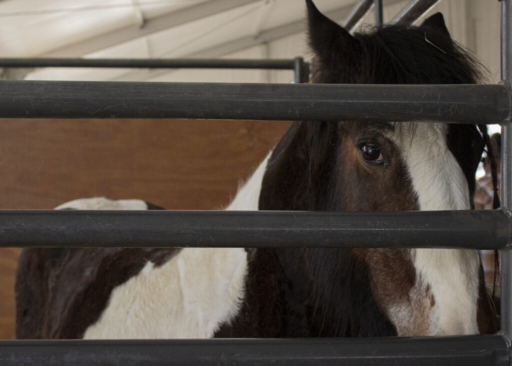 Odin, a horse, peeks through a fence at the Freeman Coliseum during the San Antonio Stock Show and Rodeo Feb 12. Photo by Vanessa Wiggins.