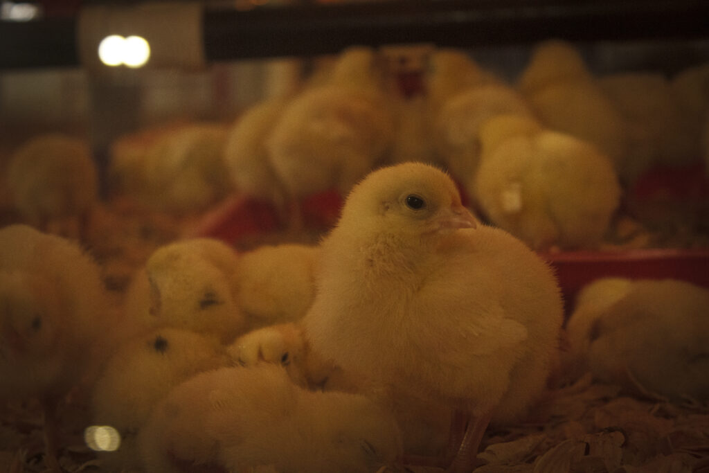 HEB’s Buckaroo Farms displays newborn chicks in a family friendly environment at the San Antonio Rodeo. Photo by Zoe Jane.