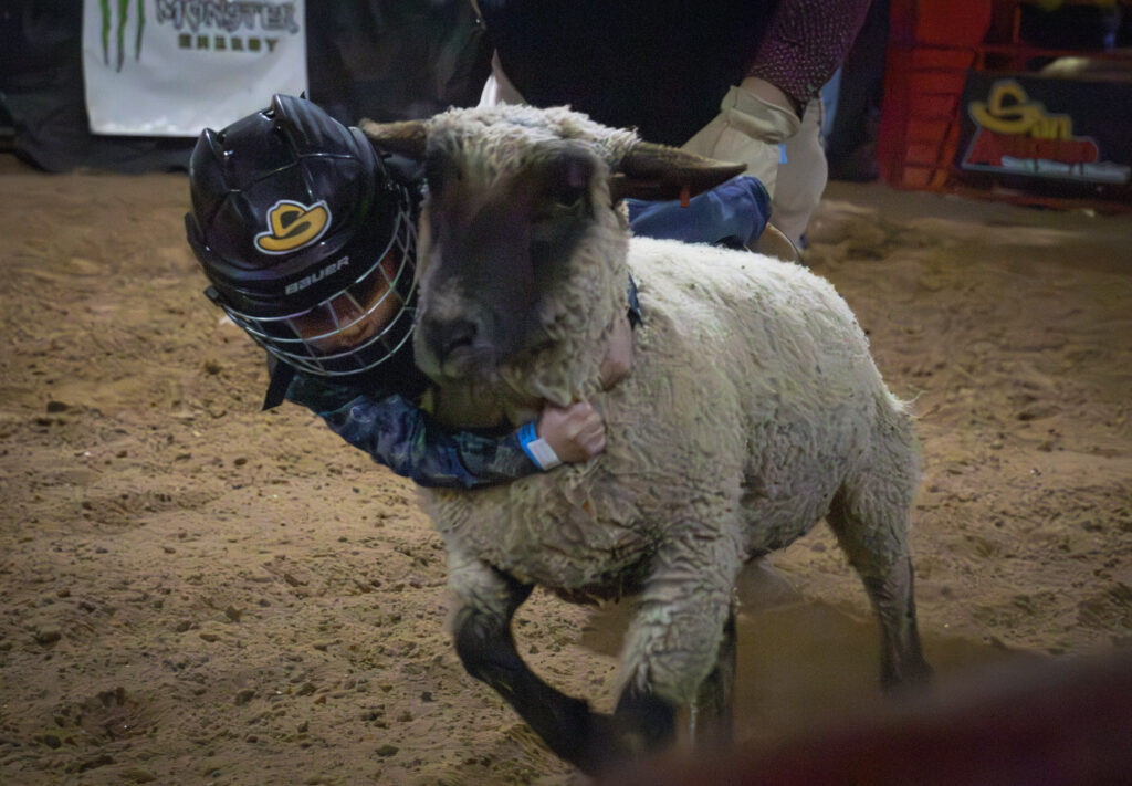 A Youth Mutton Bustin rider wrangles a sheep during the San Antonio Stock Show & Rodeo on Feb. 12. Photo by Janelle Aleman.