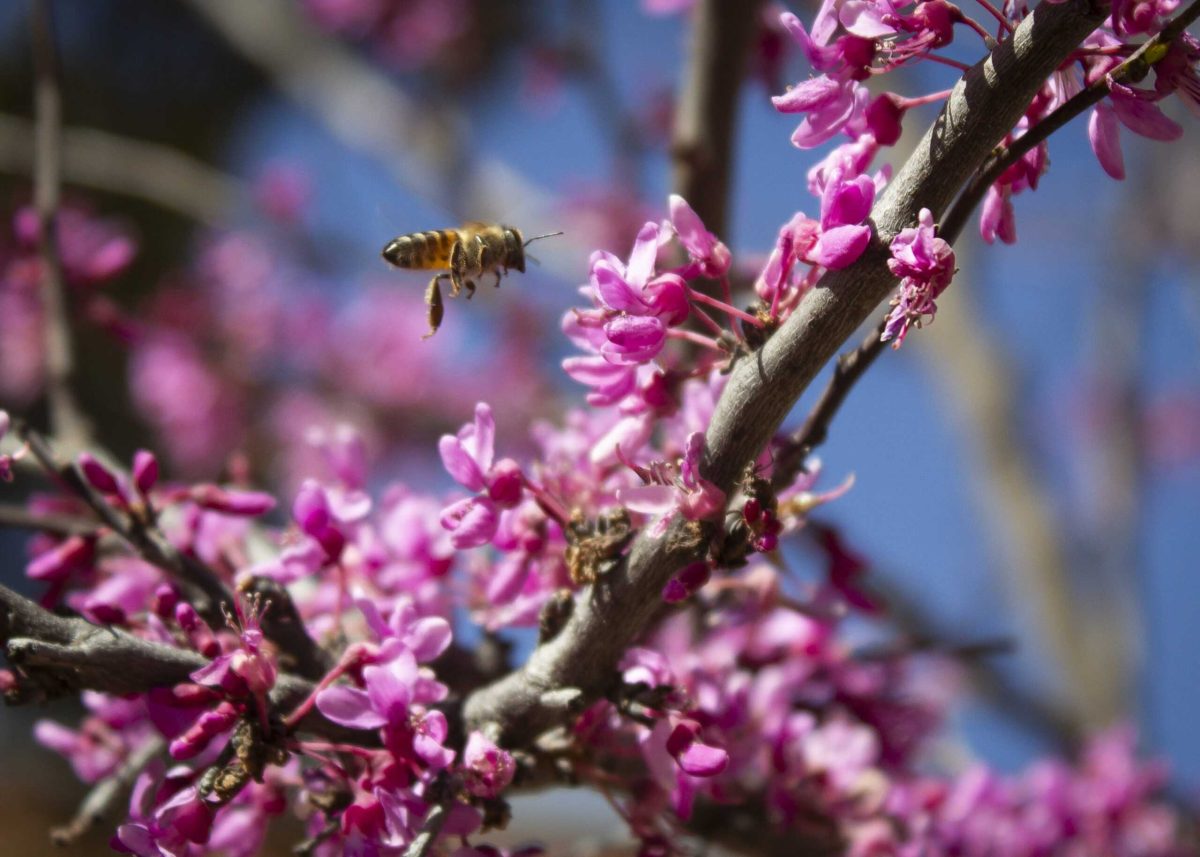 honeybees