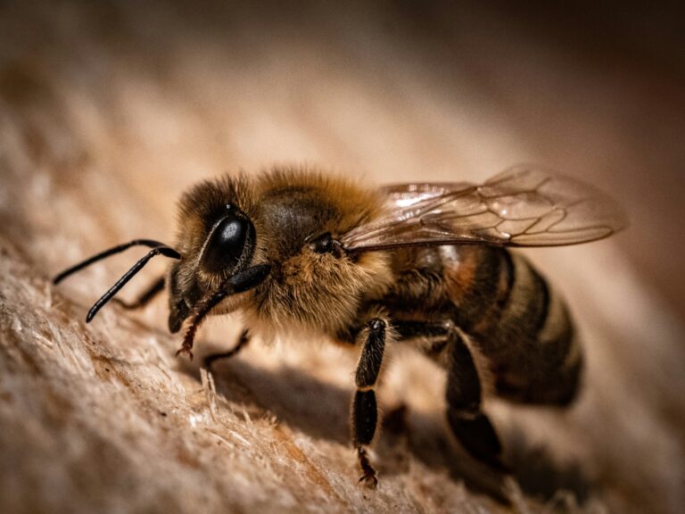 honeybees