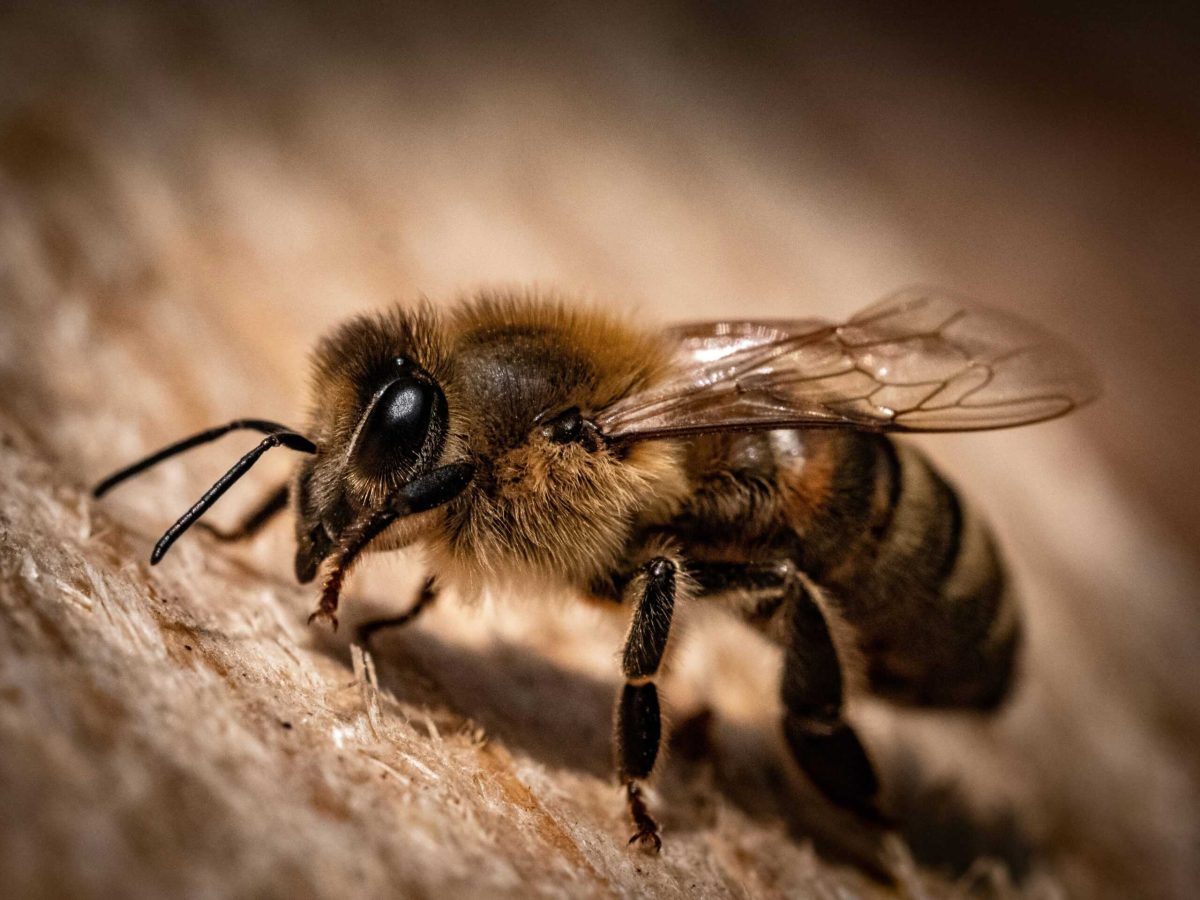 honeybees